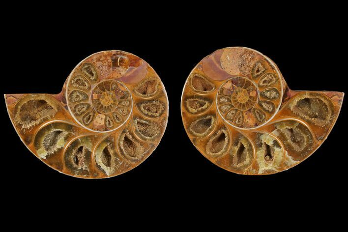 Cut & Polished, Agatized Ammonite Fossil (Pair)- Jurassic #110762